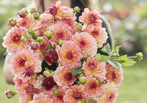 Dahlia hortensis Erna Panzer