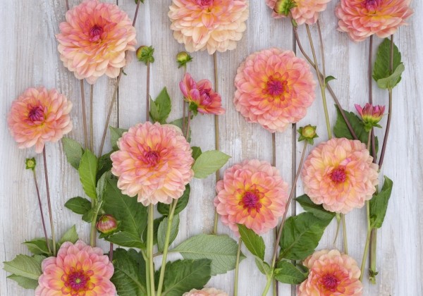 Dahlia hortensis Erna Panzer