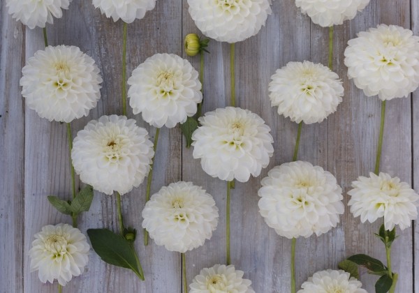 Dahlia hortensis Bazuin Snow White