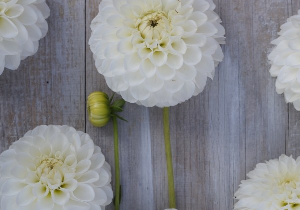 Dahlia hortensis Bazuin Snow White