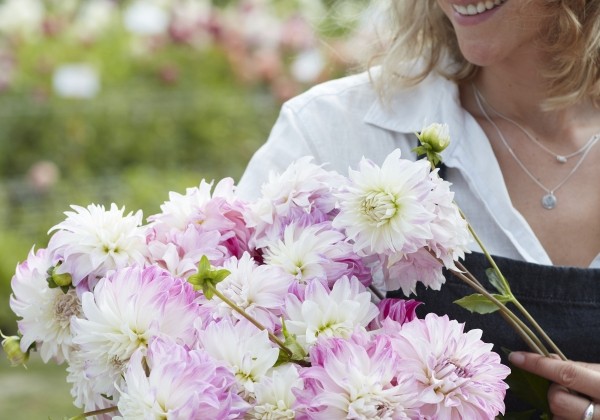 Dahlia hortensis Pink Petticoat