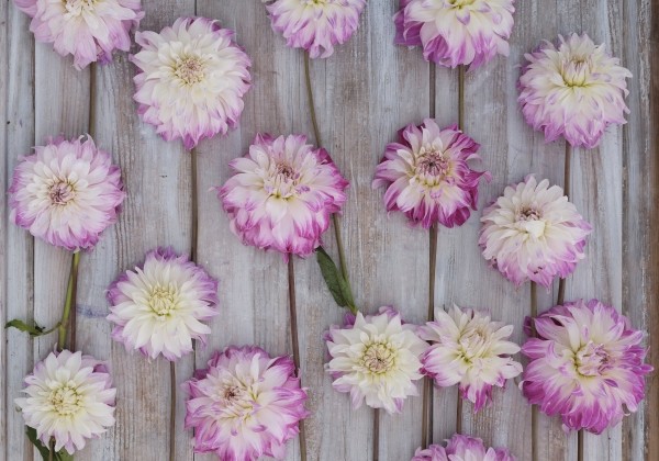 Dahlia hortensis Pink Petticoat