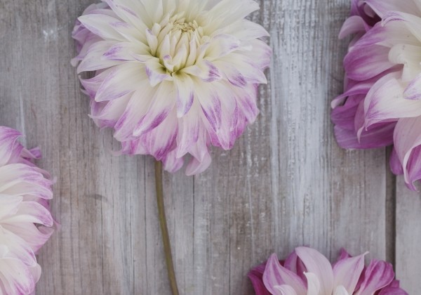 Dahlia hortensis Pink Petticoat
