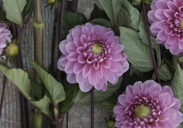 Dahlia hortensis Veerle