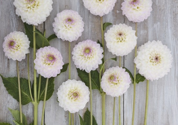 Dahlia hortensis Smoothy
