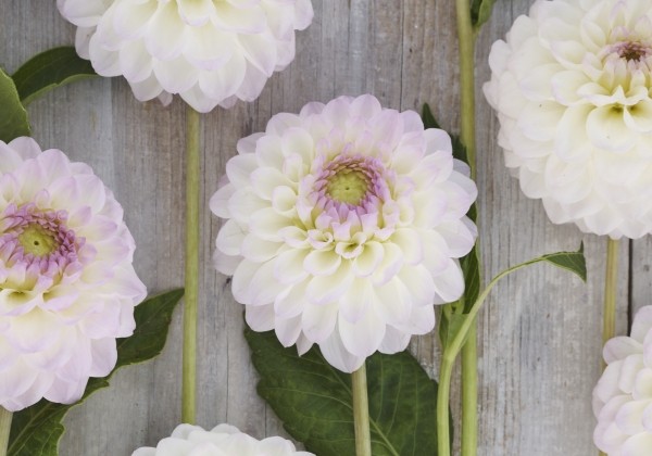 Dahlia hortensis Smoothy