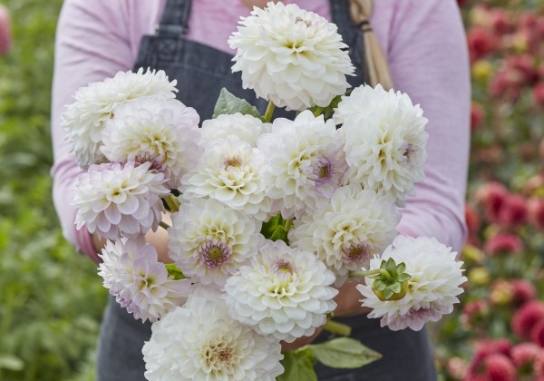 Dahlia hortensis Smoothy