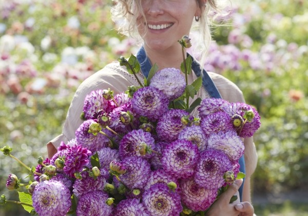 Dahlia hortensis Dreaming Maid