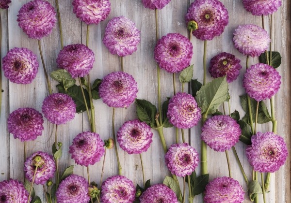 Dahlia hortensis Dreaming Maid