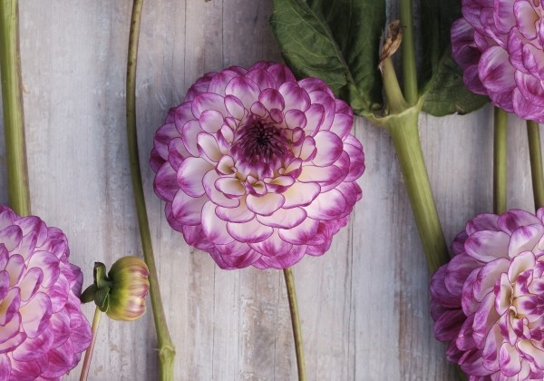 Dahlia hortensis Dreaming Maid