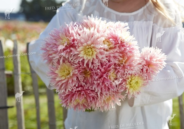 Dahlia hortensis Just Married