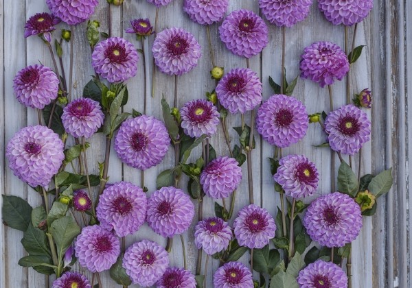 Dahlia hortensis Columbus