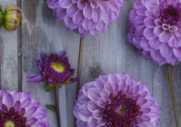 Dahlia hortensis Columbus