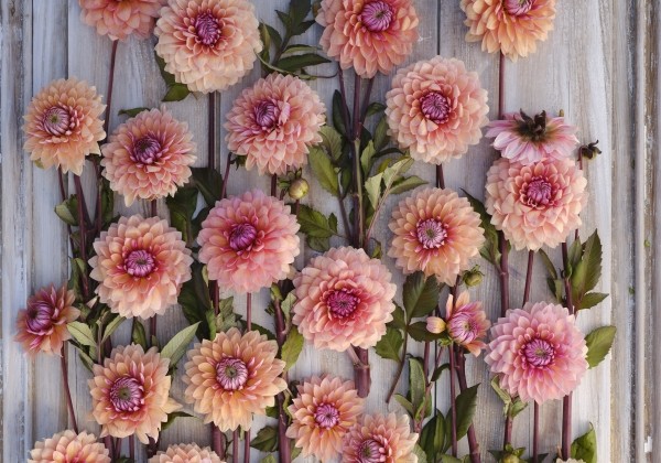 Dahlia hortensis Sweet Sanne