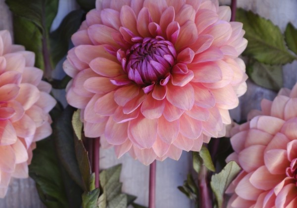 Dahlia hortensis Sweet Sanne
