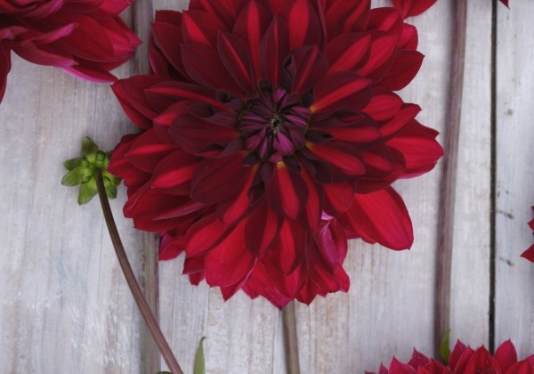 Dahlia hortensis National Velvet