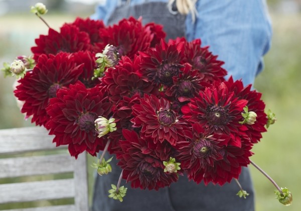 Dahlia hortensis National Velvet