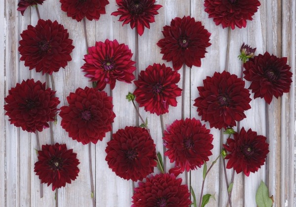Dahlia hortensis National Velvet