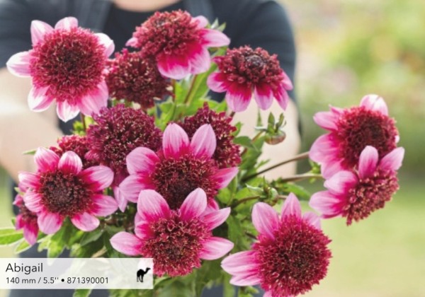Dahlia hortensis Abigail