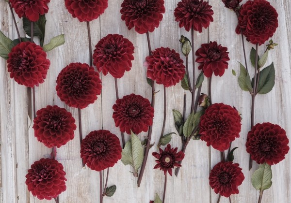 Dahlia hortensis Baccara