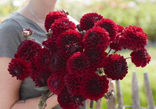 Dahlia hortensis Baccara