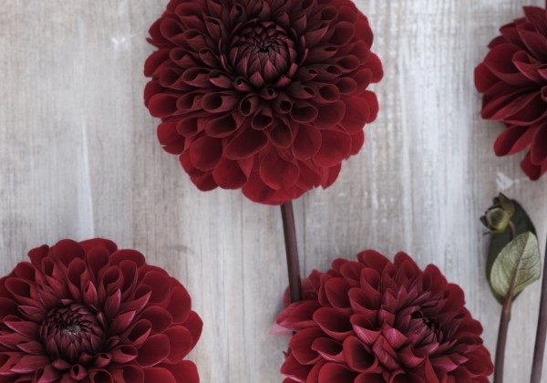 Dahlia hortensis Baccara
