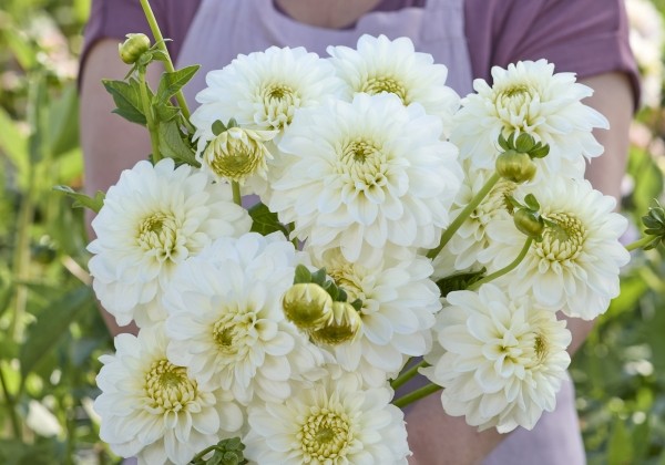 Dahlia hortensis PoleStar