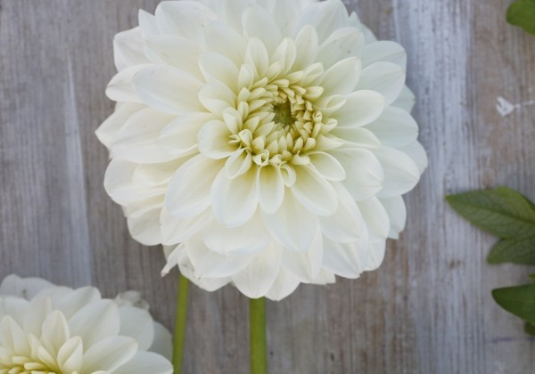 Dahlia hortensis PoleStar