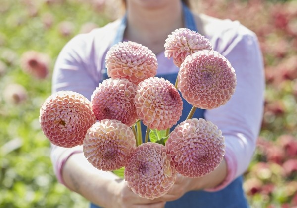 Dahlia hortensis Ghislaine
