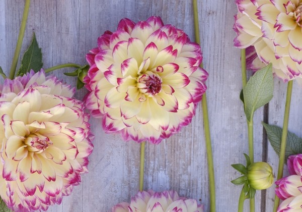 Dahlia hortensis Aphrodite
