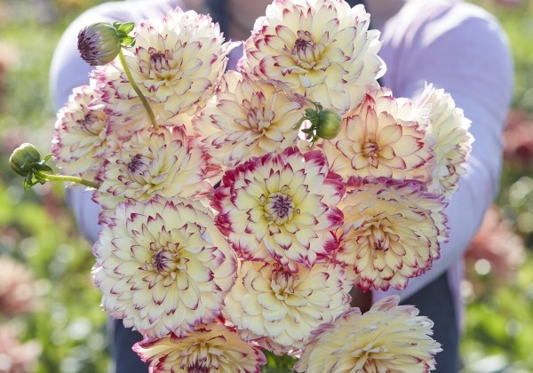 Dahlia hortensis Aphrodite
