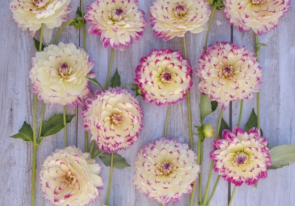 Dahlia hortensis Aphrodite