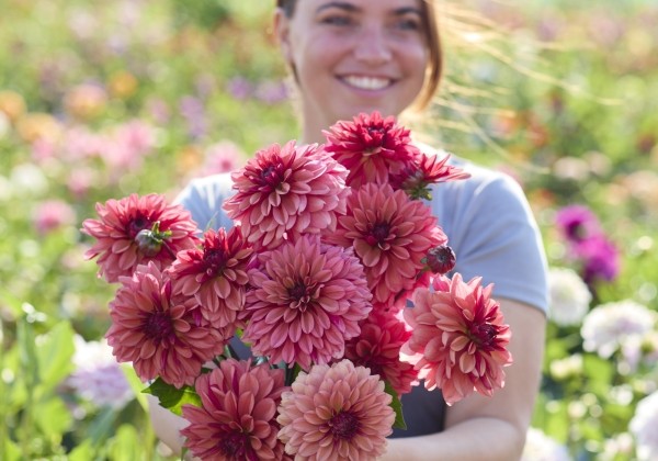 Dahlia hortensis Arit Anderson