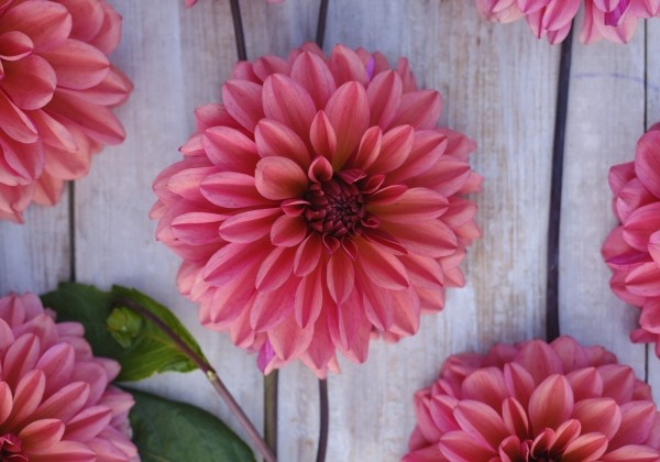 Dahlia hortensis Arit Anderson