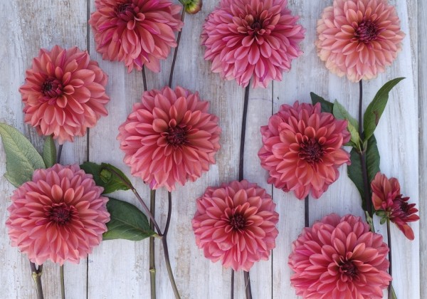 Dahlia hortensis Arit Anderson