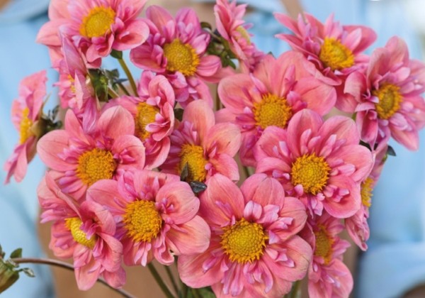 Dahlia hortensis Strawberry Bonbon