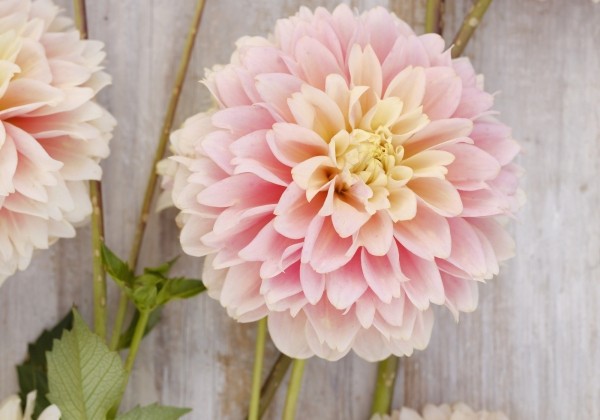 Dahlia hortensis Giovanna