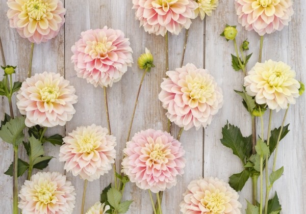 Dahlia hortensis Giovanna