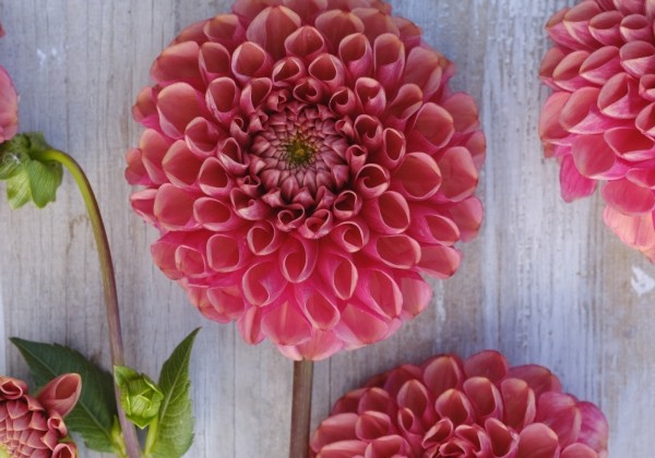 Dahlia hortensis Ariston