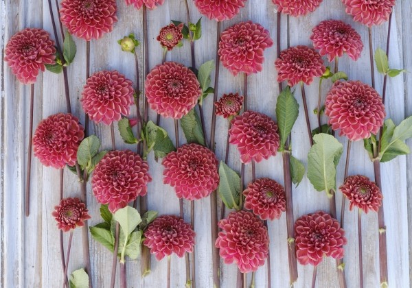 Dahlia hortensis Ariston