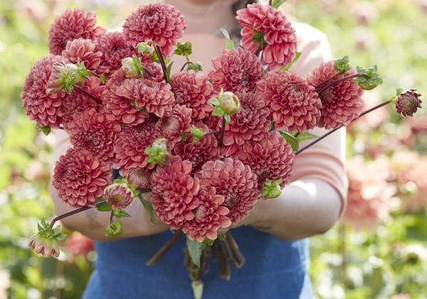 Dahlia hortensis Ariston