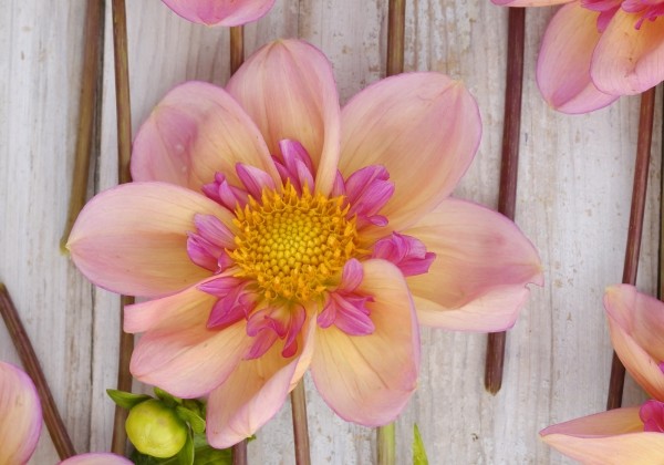 Dahlia hortensis Campus (Metier Naturel)