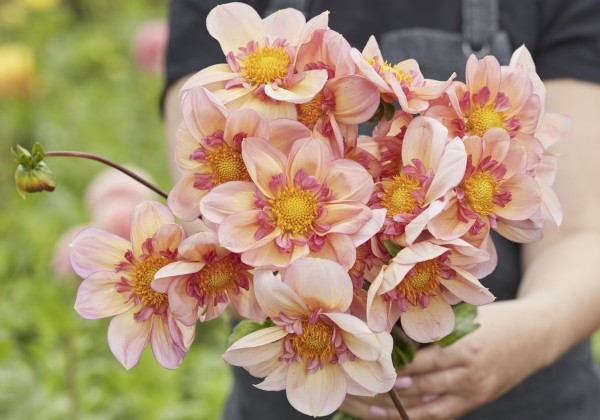 Dahlia hortensis Campus (Metier Naturel)