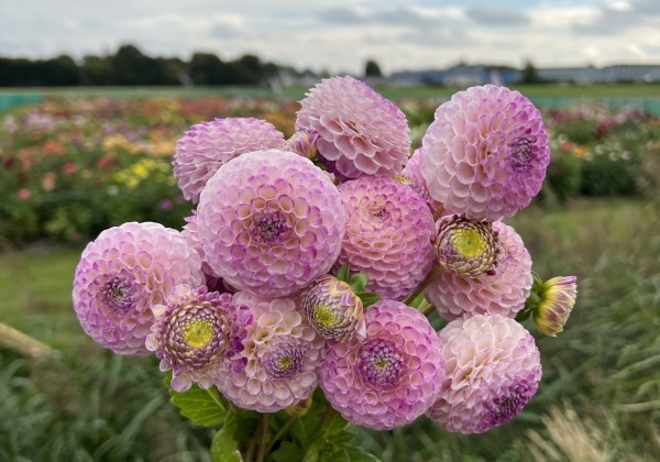 Dahlia hortensis Sir Richard