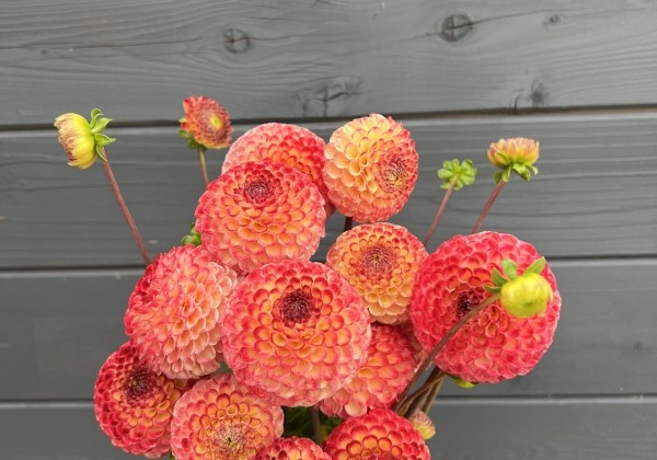 Dahlia hortensis Ryecroft Blackberry