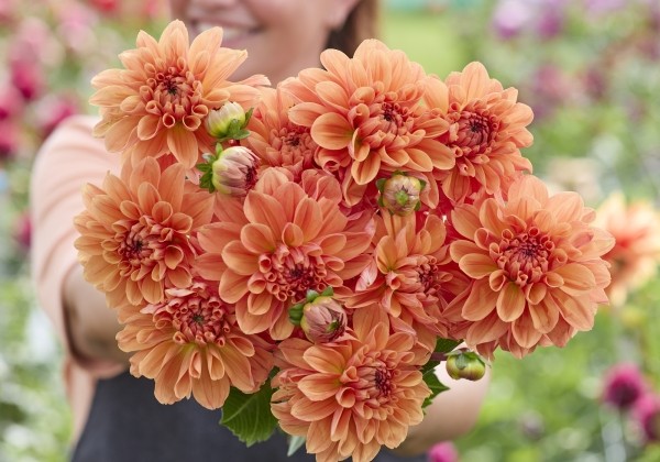 Dahlia hortensis Royal King