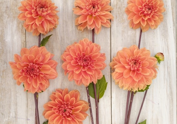 Dahlia hortensis Royal King
