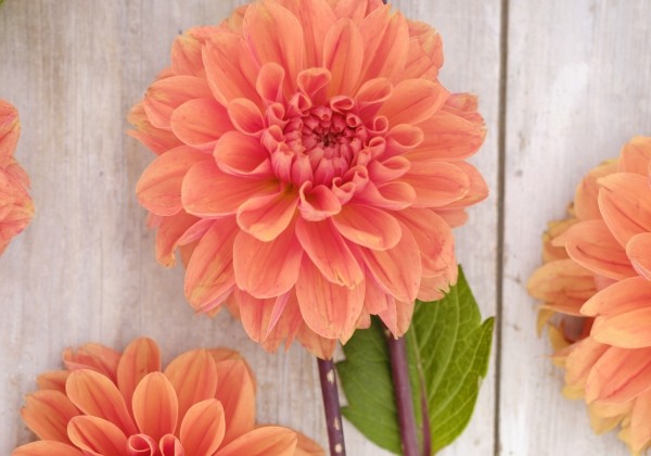 Dahlia hortensis Royal King