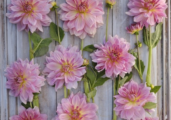 Dahlia hortensis Fairway Pilot