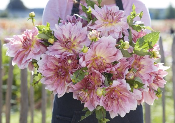 Dahlia hortensis Fairway Pilot